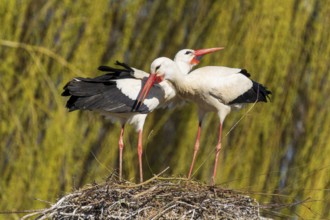 Two storks lean their heads towards each other in the nest, surrounded by willow branches, white
