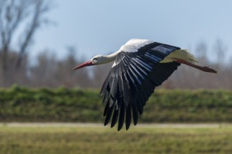 The stork hovers just above the meadow, with its wings wide open, white stork (Ciconia ciconia),
