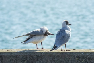 Black-headed gull (Chroicocephalus ridibundus) in winter, sitting on a quay with sparkling sea in