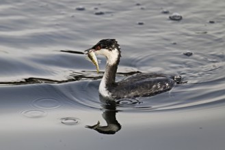 Slavonian grebe (Podiceps auritus), adult, in a white plumage, winter plumage, swimming with a fish