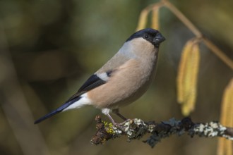 A female bullfinch (Pyrrhula pyrrhula) sitting on a branch in a natural environment,