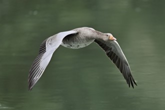 Greylag goose (Anser anser), in flight, Switzerland, Europe