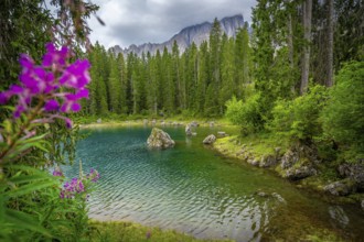 Lake carezza with turquoise water surrounded by fir forest and latemar mountain range in background