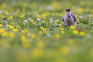 Chicks of the Nile Goose (Alopochen aegyptiaca) freshly hatched, park in spring with spring flowers
