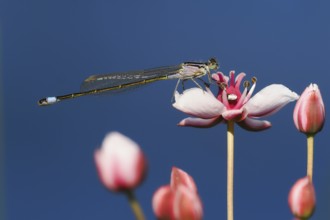 A Blue-tailed damselfly (Ischnura elegans) sitting on a pink flower, flowering rush (Butomus