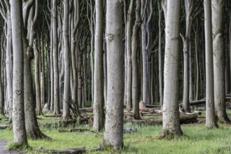 Beech forest (Fagus sylvatica), Ghost Forest Nienhagen, Mecklenburg-Western Pomerania, Germany,