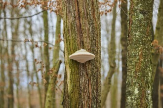 Tinder fungus (Fomes fomentarius) growing an a tree trunk, Forest, Slovakia, Europe