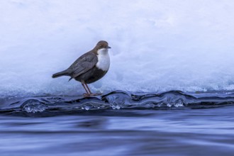 Northern white-throated dipper (Cinclus cinclus cinclus) foraging along frozen stream in winter,