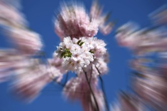 Japanese Cherry, Oriental Cherry, Japanese Cherry Tree, Japanese Blossom Cherry Tree (Prunus