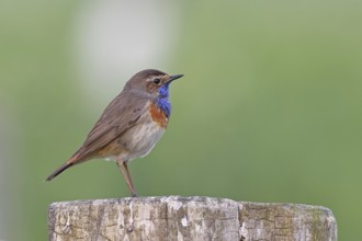 Bluethroat (Luscinia svecica cyanecula), male, on a pasture fence post, wildlife, Lembruch, Ochsen