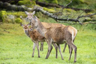 Red deer (Cervus elaphus) cow with calf captive Germany