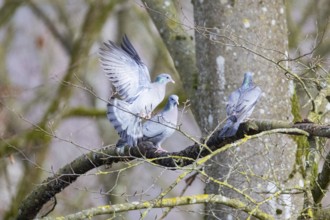 Stock Dove (Columba oenas) Germany