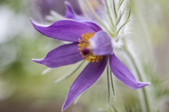Pasque flower (Pulsatilla vulgaris), Emsland, Lower Saxony, Germany, Europe