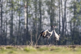 Cranes (Grus grus), dancing, Emsland, Lower Saxony, Germany, Europe