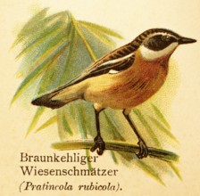 Brown-throated Wheatear (Pratincola rubicola) branch, side view, historical illustration, World of