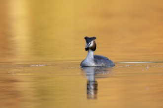 Great Crested Grebe (Podiceps Scalloped ribbonfish), Vulkaneifel, Rhineland-Palatinate, Germany,