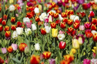 Tulips blooming in a tulip field, Grevenbroich, North Rhine-Westphalia, Germany, Europe