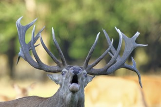 Red deer (Cervus elaphus) during the rutting season, a capital stag roaring in a forest clearing,