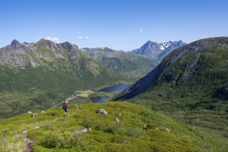View of mountain landscape, mountaineer on hiking trail to the summit of Rundfjellet, Svolvaer,