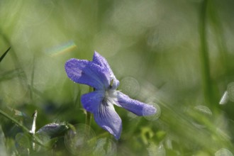Violets with morning dew, April, Germany, Europe