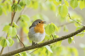Singing robin (Erithacus rubecula) on a leafy branch in spring light, Hesse, Germany, Europe