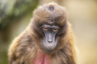 Gelada (Theropithecus gelada), portrait, captive, Germany, Europe