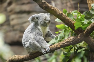 Koala (Phascolarctos cinereus) sitting on a tree, captive, distribution South Australia, Australia,