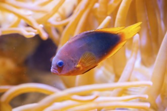 Yellowback anthias (Pseudanthias evansi) swimming under water, captive, Germany, Europe