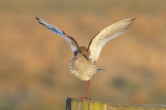 Redshank, (Tringa totanus), in breeding plumage, standing on one leg, wildlife, animals, birds,