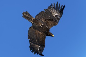View of a large bird with outstretched wings under a blue sky, Steppe Eagle (Aquila nipalensis),