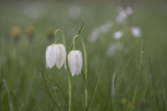 Snake's Head Fritillary (Fritillaria meleagris), Lower Saxony, Germany, Europe
