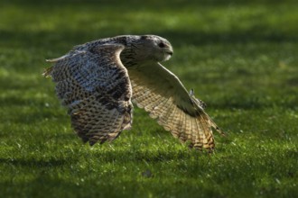 A flying owl glides close to the ground over a green meadow in the shade, Siberian Eagle Owl (Bubo