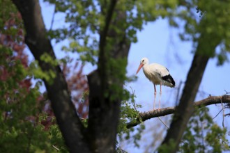 White stork, (Ciconia ciconia), White stork standing on a branch, Baden-Württemberg, Germany,