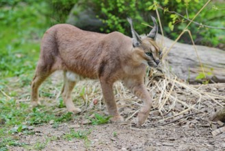 A Caracal (Caracal caracal) runs across a green meadow