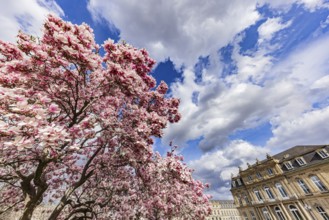 Magnolia blossom, blooming magnolias (Magnolia) in front of the New Palace, Stuttgart,