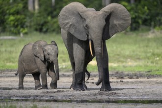 African forest elephants (Loxodonta cyclotis) in the Dzanga Bai forest clearing, Dzanga-Ndoki