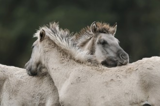 Dülmen wild horses, foals, Merfelder Bruch, Dülmen, North Rhine-Westphalia, Germany, Europe