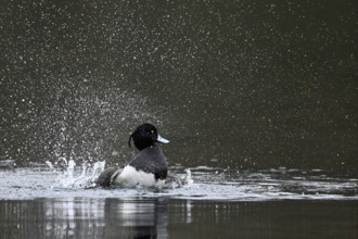 Tufted Duck (Aythya fuligula), male during plumage care, Rootsee, Canton Lucerne, Switzerland,