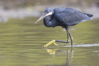 Great Egret, (Egretta gularis), foraging, Raysut, Salalah, Dhofar, Oman, Asia