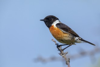 Stonechat, (Saxicola torquata), foraging, male, Eich, Rhineland-Palatinate, Germany, Europe