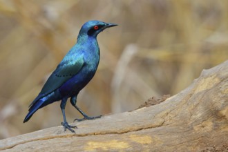 Bronze-tailed starling (Lamprotornis chalcurus), Tendaba camp / Tendaba photo hid, Kwinella, South