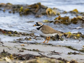 Common Ringed Plover (Charadrius hiaticula) foraging along the Arctic Ocean shoreline, May,