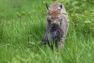 Hunting Eurasian lynx (Lynx lynx) walking with caught muskrat (Ondatra zibethicus) prey in its