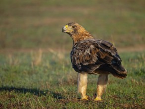 Spanish imperial eagle (Aquila adalberti), El Millaron Imperial Eagle Hid, Salorino, Extremadura