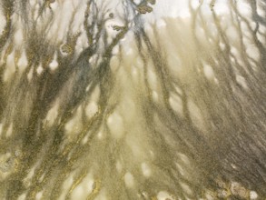 Marshland at low tide. Nature Reserve La Breña y Marismas del Barbate. Aerial view. Drone shot.
