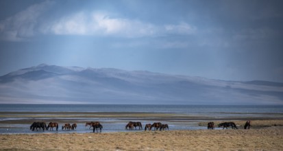 A herd of horses grazing in a meadow by the Song Kul mountain lake, Naryn region, Kyrgyzstan, Asia