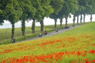 Country road near Warstein, row of trees, cornfield with blooming poppies, Sauerland, North