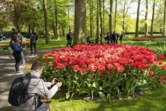 The Keukenhof, gardens, amusement park, spring park, spring flower show, near Lisse, South Holland,