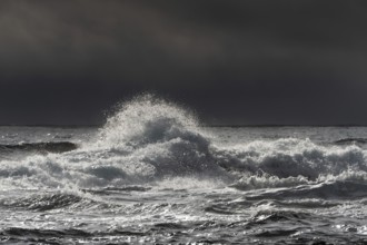 Surf, Wave, Reykjarfjörður, Strandir, Árnes, Westfjords, Iceland, Europe