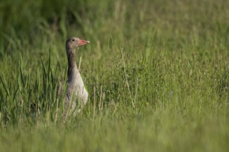 Greylag goose (Anser anser) in tall grass, Hauke-Haien-Koog nature reserve, North Frisia,
